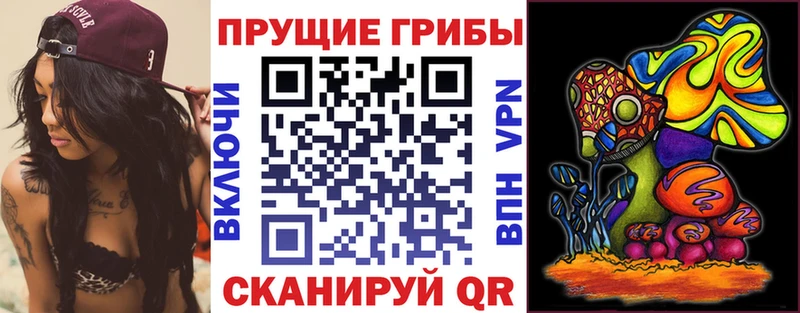 Псилоцибиновые грибы Psilocybine cubensis Северск